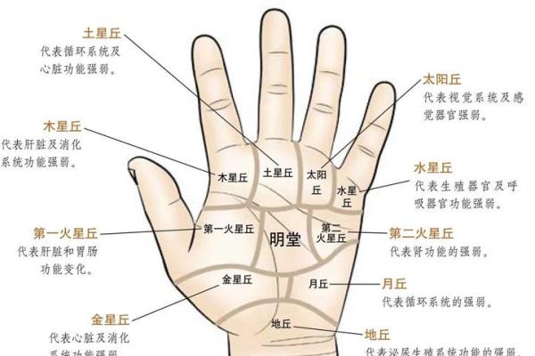 小手大秘密：揭秘孩子的生命线运势