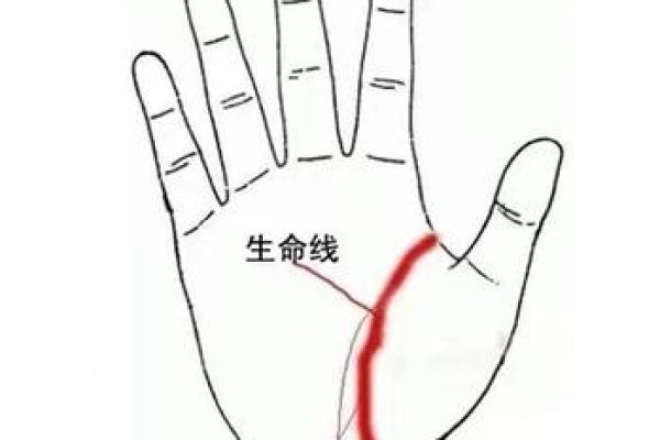 小手大秘密：揭秘孩子的生命线运势