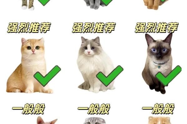 猫咪与命运：揭秘养猫的最佳命理选择！