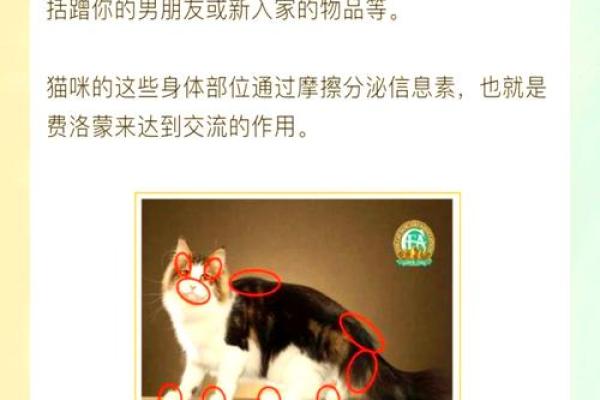 猫咪与命运：揭秘养猫的最佳命理选择！