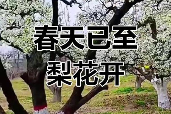 梨花盛开，春风送暖——四月十五民俗风情日