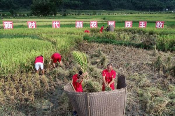 民间美食庆丰收，糍粑盛宴映佳节