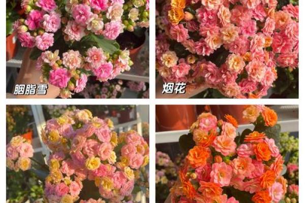 风水大师推荐：长寿花，办公室长寿福星！