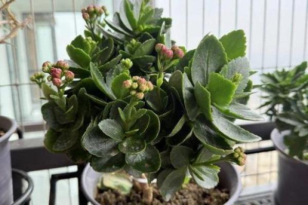 风水大师推荐：长寿花，办公室长寿福星！