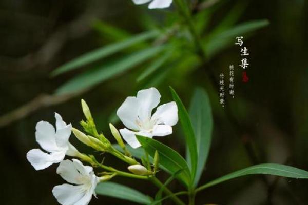 夹竹桃家居摆放禁忌，这些地方千万不能放！