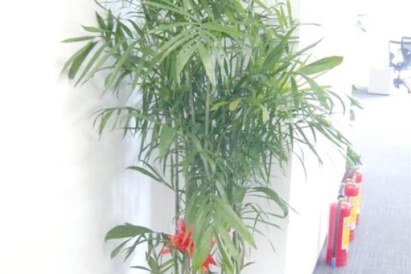 办公室绿植布局，提升风水与效率的秘籍大公开