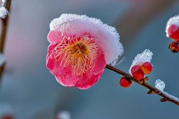 赵寒：冰封雪藏，寒梅傲雪，名字中的冬季韵味与坚韧气质