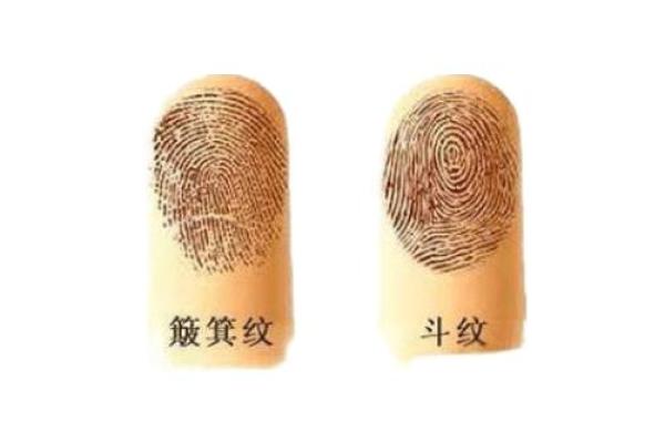 斗纹掌中宝：揭秘手相斗纹的神奇力量！