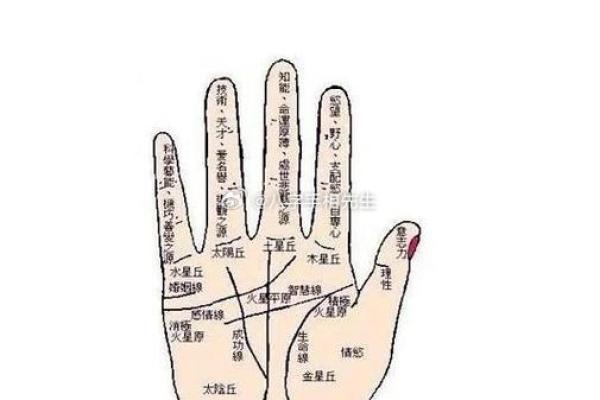 天手相术：解读命运，解锁人生密码