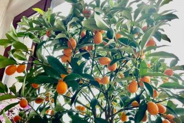 打造风水旺宅：树木布局助你招财进宝