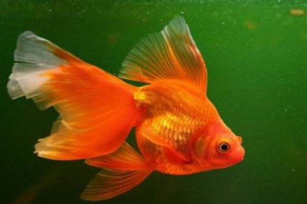 风水金鱼颜色揭秘：办公室招财旺运首选