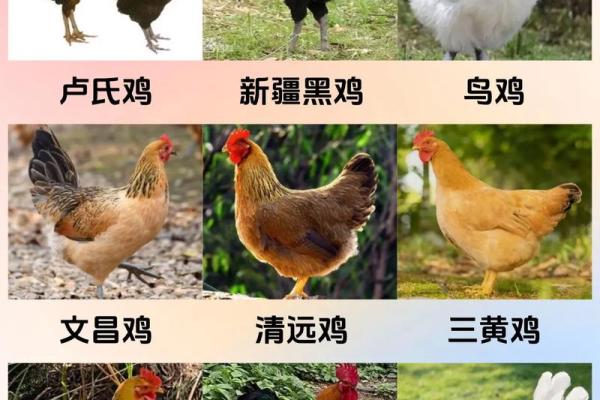 2017鸡宝宝名字精选