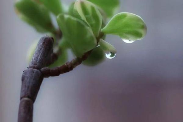 邹雨：雨润心田，灵动如雨的幸运之名