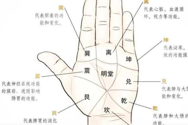 鱼际纹揭秘：手相中的财运密码