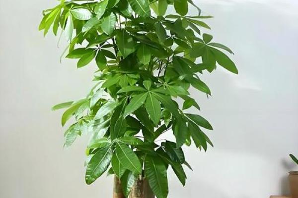 办公室植物风水秘籍：绿植摆放指南，助你事业腾飞