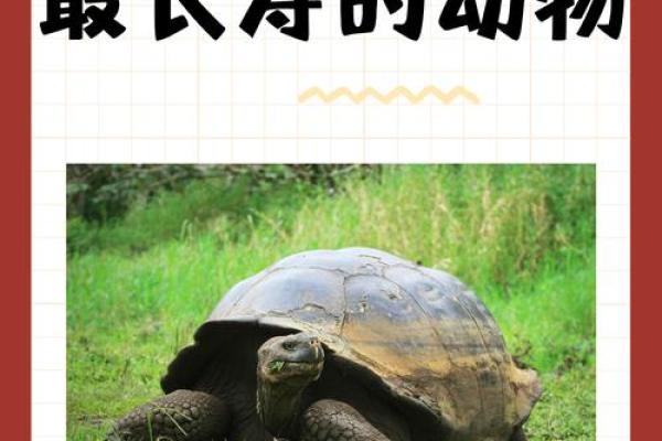 详尽动物大全：探索自然界的各种生命形态