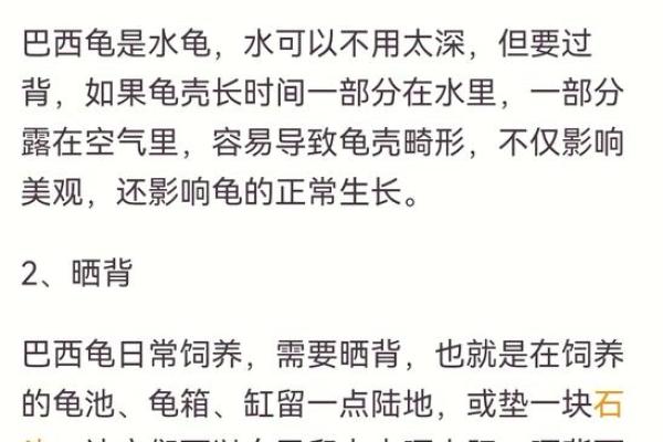 捡到乌龟在风水学中的吉凶寓意解析