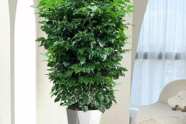 绿意盎然风水宝地，办公室植物摆放指南
