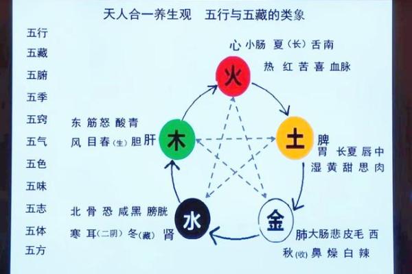 探索燕的五行之谜