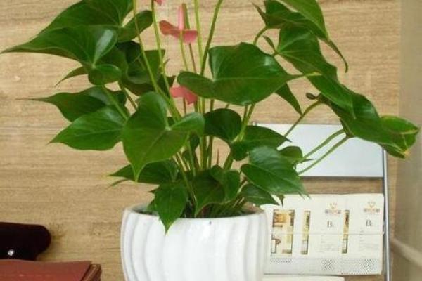 办公楼楼梯风水秘籍：助你事业步步高升