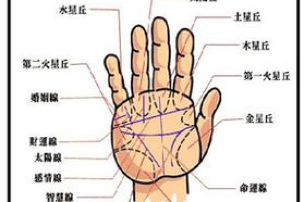 一掌在手，运势全知：手相手纹图解大全秘籍