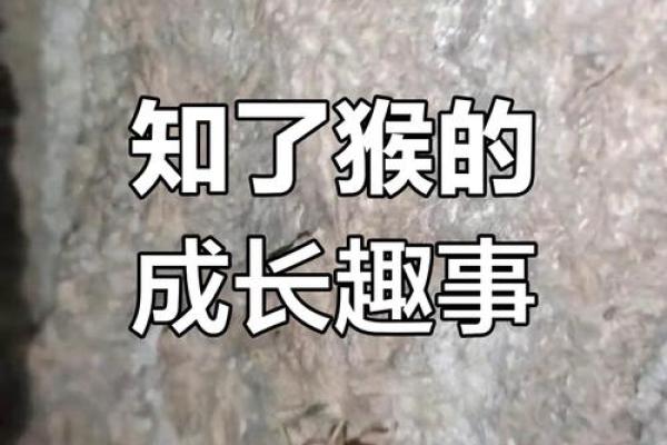 柳猴宝宝取名巧思集
