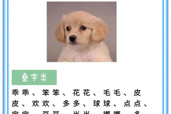 狗宝宝女宝宝取名宝典