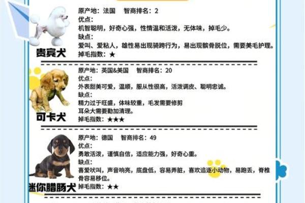 狗宝宝女宝宝取名宝典
