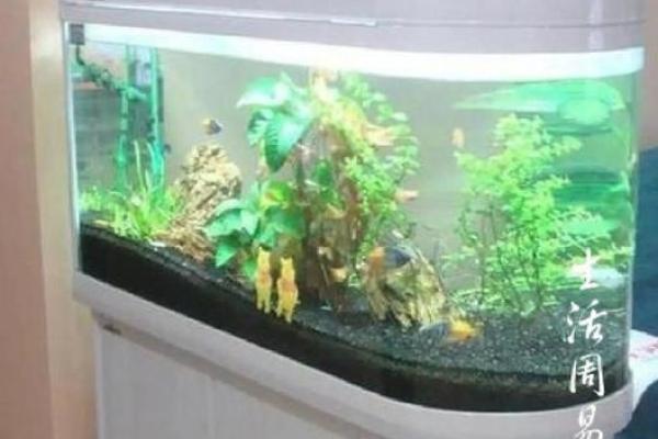 鱼缸风水秘籍：家居摆放，财运亨通！