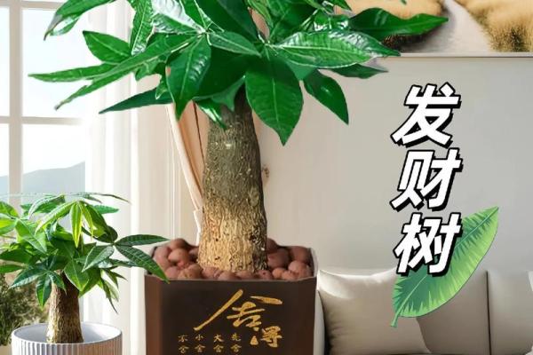 绿意盎然家居风水宝，树盆景秘籍大公开
