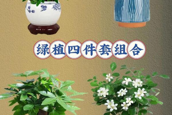 绿意盎然家居风水宝，树盆景秘籍大公开