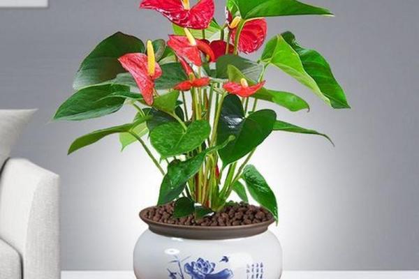 办公室风水揭秘：轻松提升运势的五大绝招