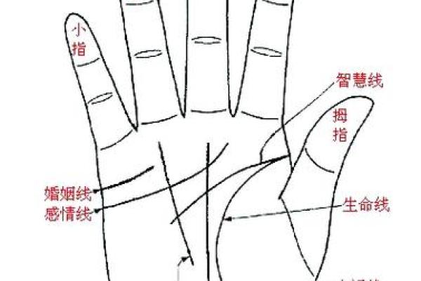 手相揭秘：厚薄之分，命运自有玄机