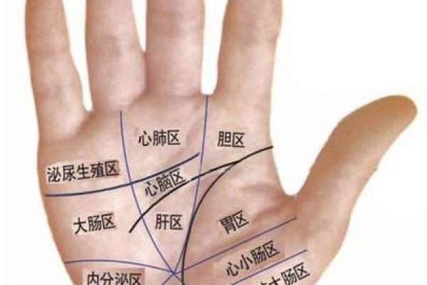 手相揭秘：厚薄之分，命运自有玄机