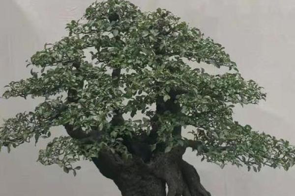 美观又吉祥，家居风水盆景爆款来袭