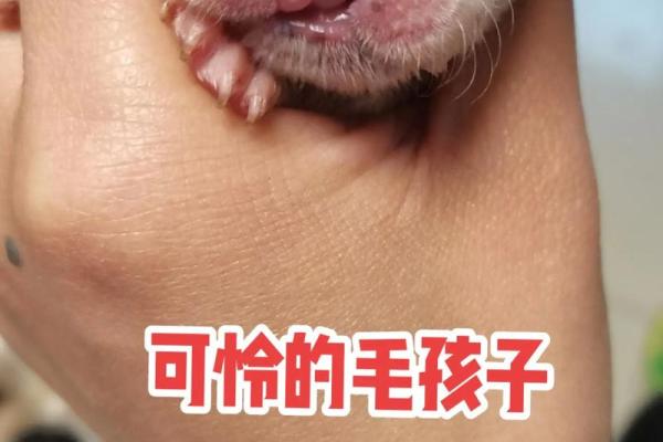 兔子嘴面相爆红：揭秘你的软萌运势！
