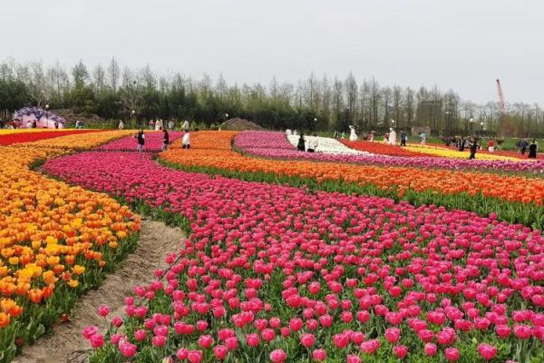 荷兰郁金香盛宴：女王节的花海民俗体验