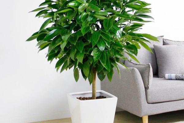 爆款家居风水植物，价格亲民，美化家居同时带来好运连连