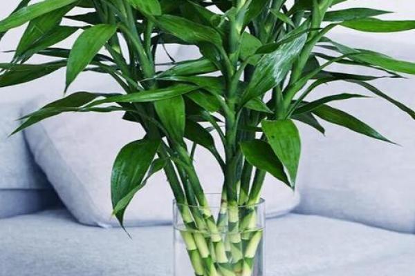 爆款家居风水植物，价格亲民，美化家居同时带来好运连连