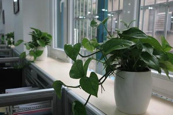 北方办公室植物风水秘籍：提升运势必备！