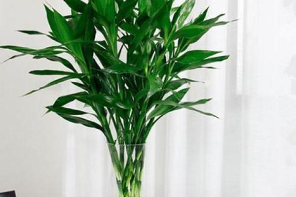 北方办公室植物风水秘籍：提升运势必备！