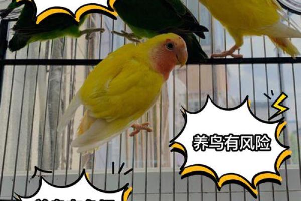养鸟风水学：如何通过鸟类提升家庭运势与气场