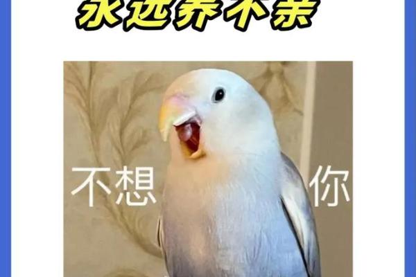 养鸟风水学：如何通过鸟类提升家庭运势与气场