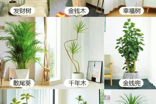 惊艳家居风水：水管布局，招财又美观！