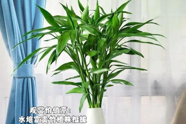 家居风水秘籍：让富贵竹重焕生机！
