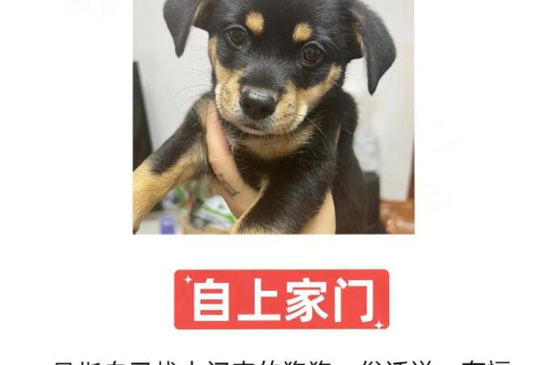狗年宝宝起名：忠义相伴，旺犬迎春