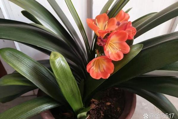 花中君子兰：姓名中的诗意与哲琿