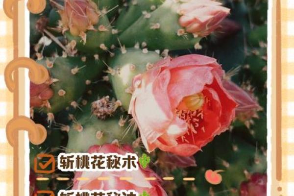 烂桃花缠身？揭秘家居风水四大禁忌，赶紧避开！