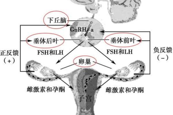 子宫之谜：地支中的秘密通道