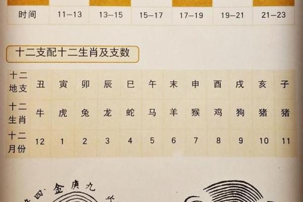 子宫之谜：地支中的秘密通道